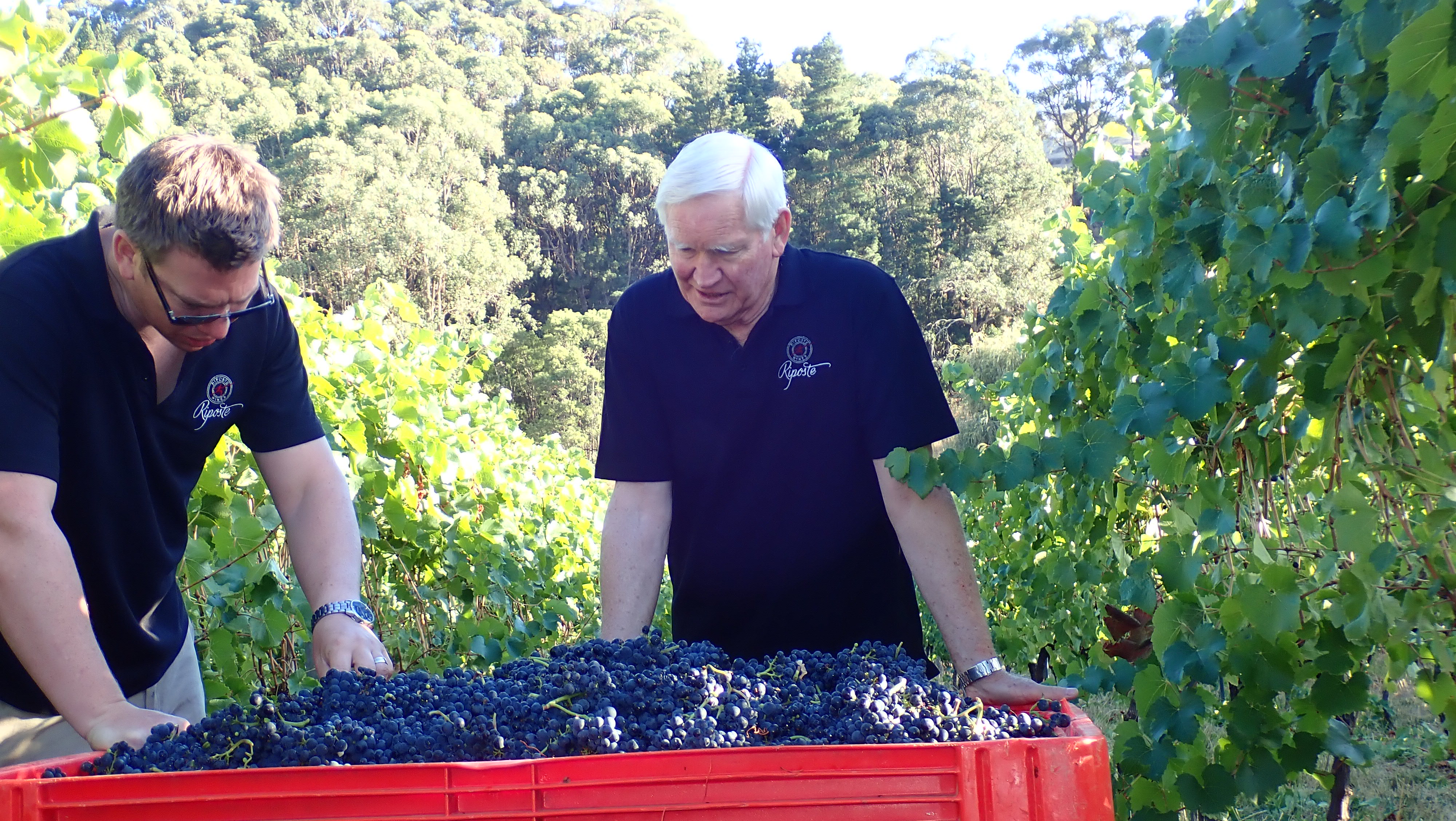 Two men inspecting harvested grapes 